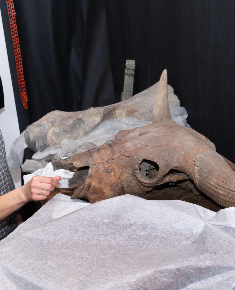 Osteologinės kolekcijos tyrimai
